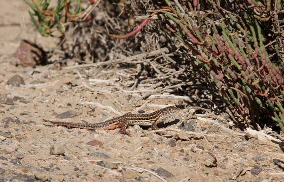 Plancia ëd Acanthodactylus erythrurus belli Gray 1845