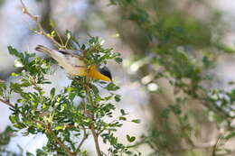 Image of Tropical Parula