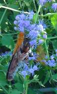 Image of Mercurial Skipper