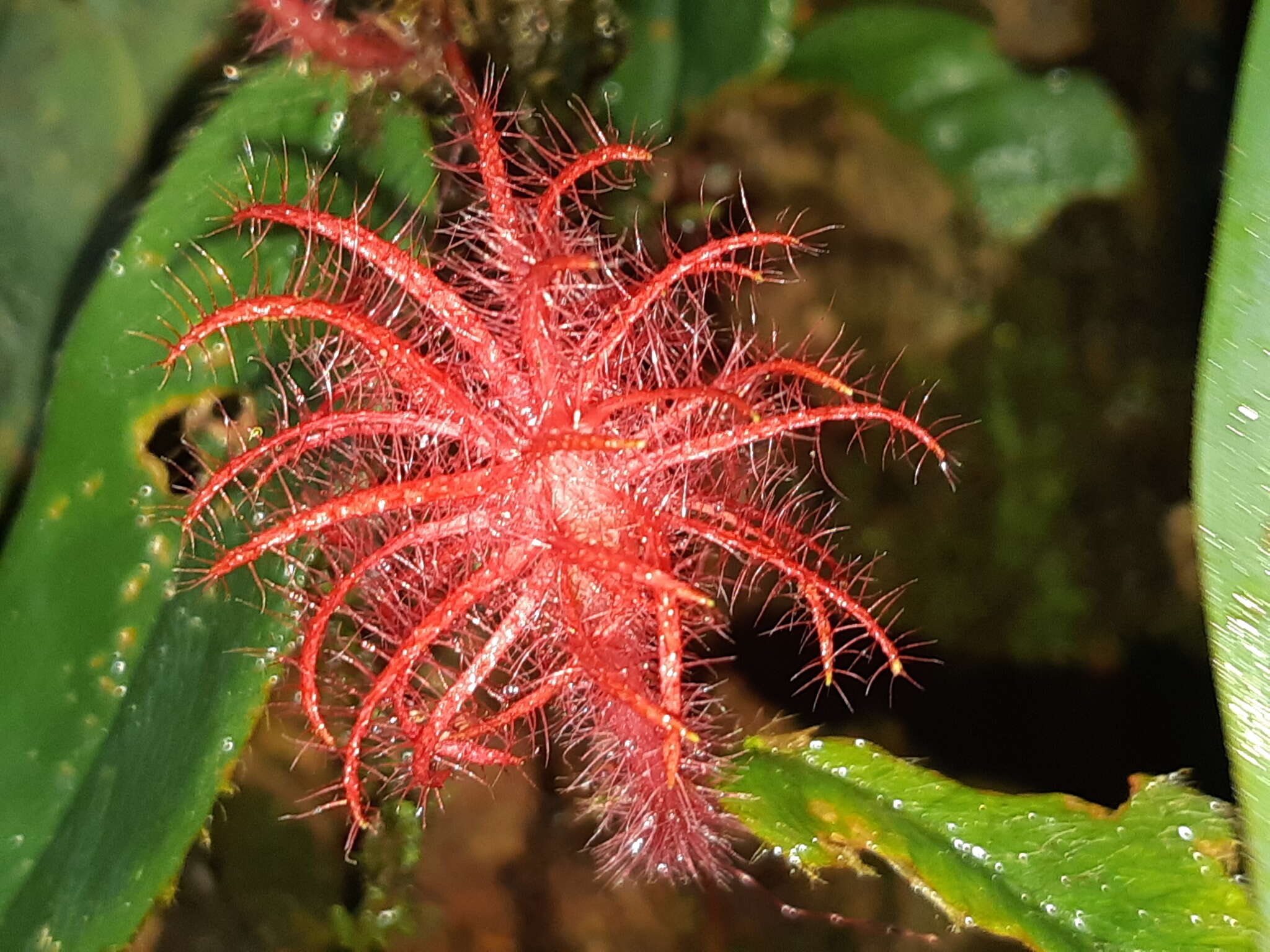 Image of Columnea minor (Hook.) Hanst.