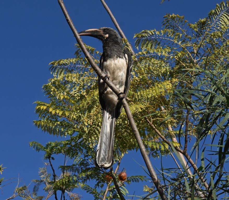 Image of Hemprich's Hornbill