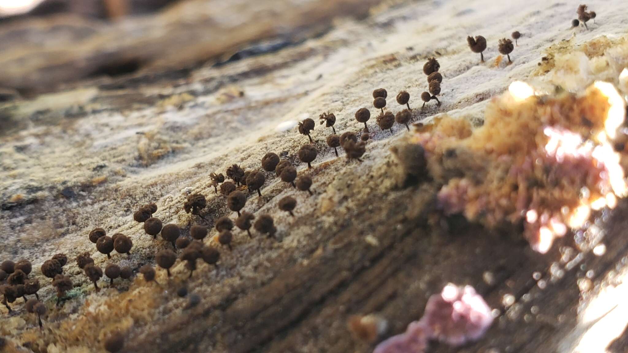 Image of Enerthenema papillatum