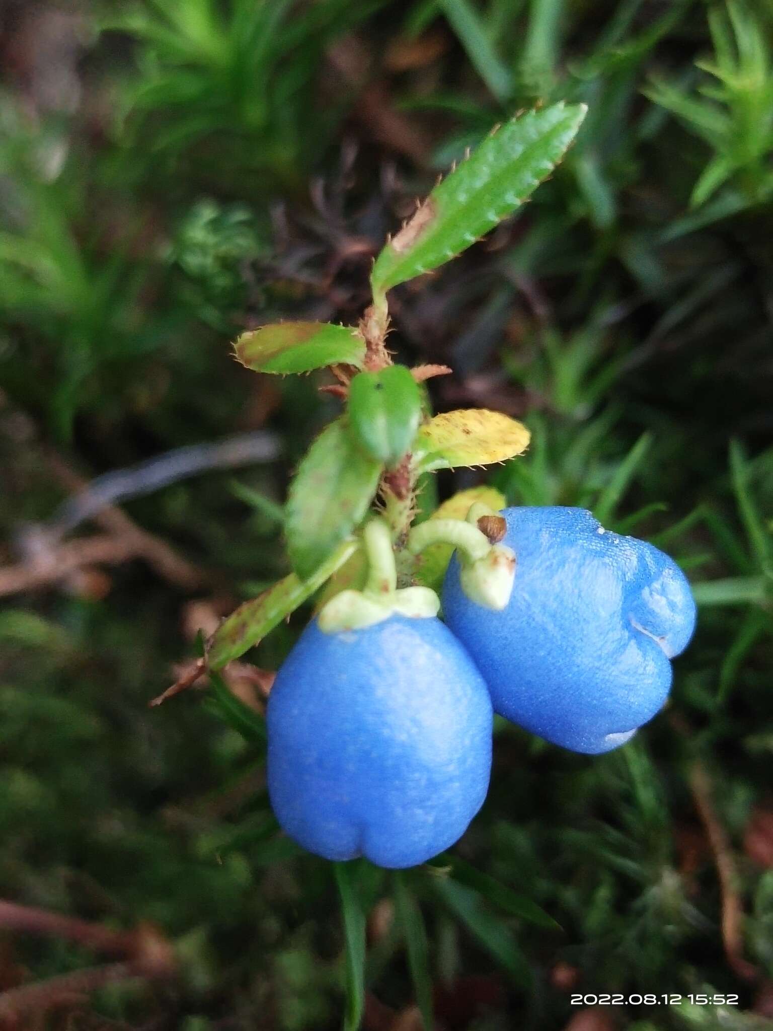 Imagem de Gaultheria trichophylla Royle