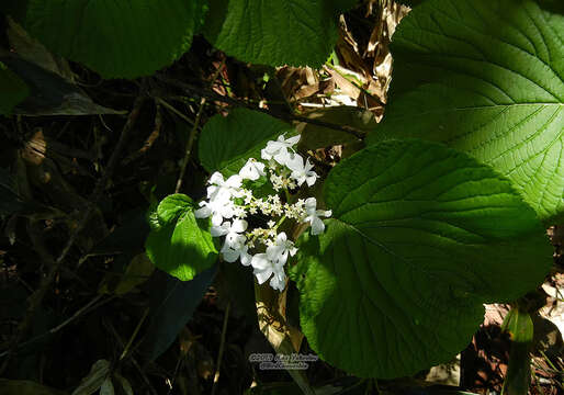 Image of Viburnum furcatum Bl. ex Hook. fil. & Thoms.