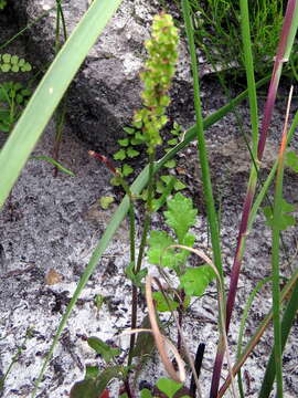 Image de Rumex cordatus Desf.