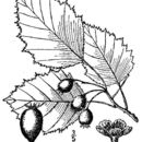 Image of Holmes' hawthorn