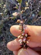 Image of Cyanothamnus rigens