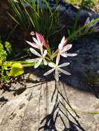 Image of Geissorhiza confusa Goldblatt