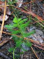 Image of Intermediate Mermaidweed