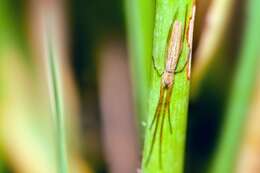 Image of Silver Longjawed Orbweaver