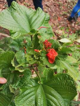 Imagem de Clerodendrum speciosissimum Drapiez