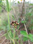 Image of Oxypetalum arnottianum Buek ex Fourn.