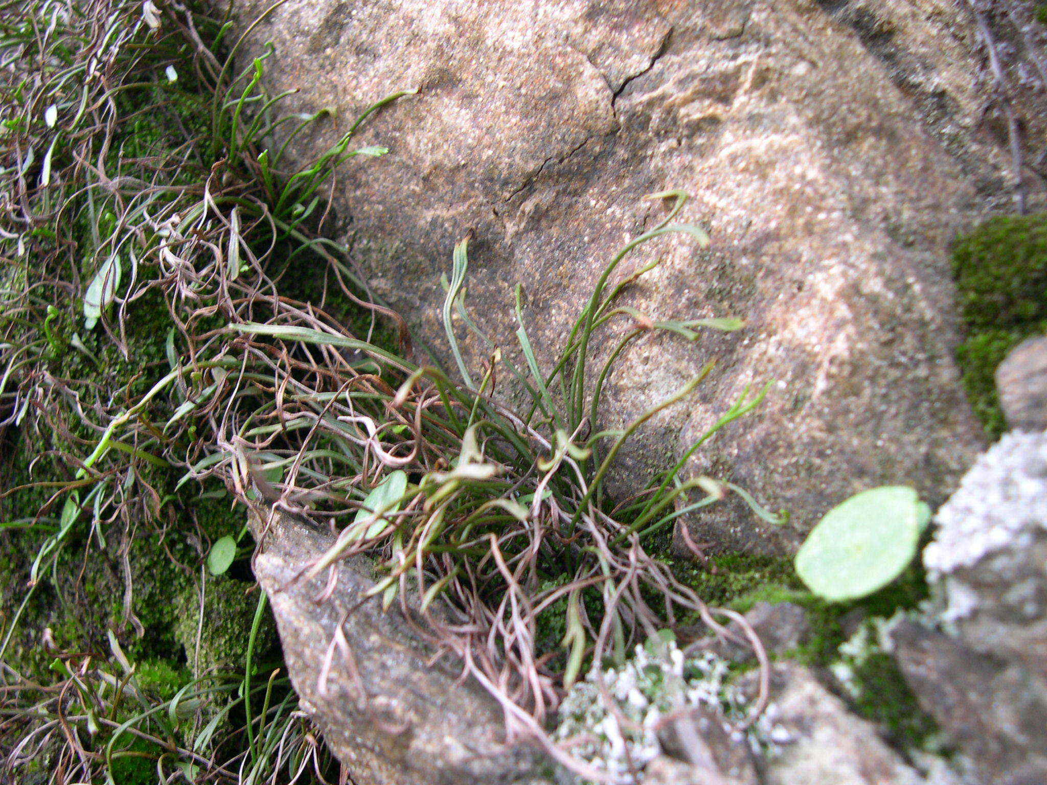 Sivun Asplenium septentrionale subsp. septentrionale kuva