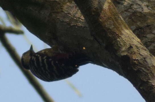 Image of Fulvous-breasted Woodpecker