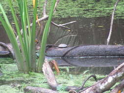 Image of Oldham’s Leaf Turtle