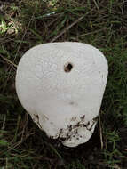 Image of Lycoperdon utriforme Bull. 1791