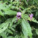 Image of Impatiens cymbifera Hook. fil.