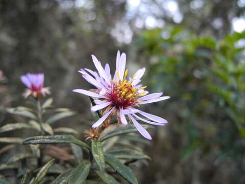 Image de Diplostephium goodspeedii Cuatrec.