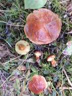 Image of Suillus grevillei (Klotzsch) Singer 1945