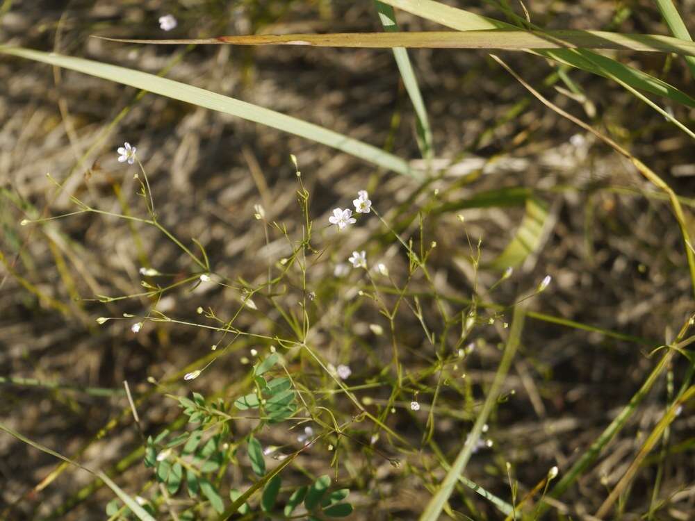 Image of Russian vine