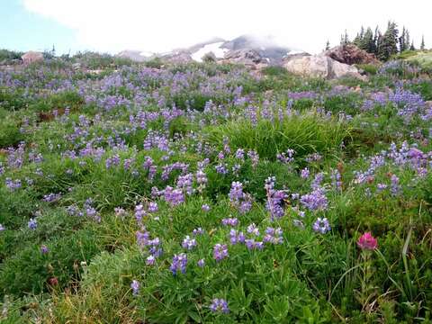 Image of subalpine lupine