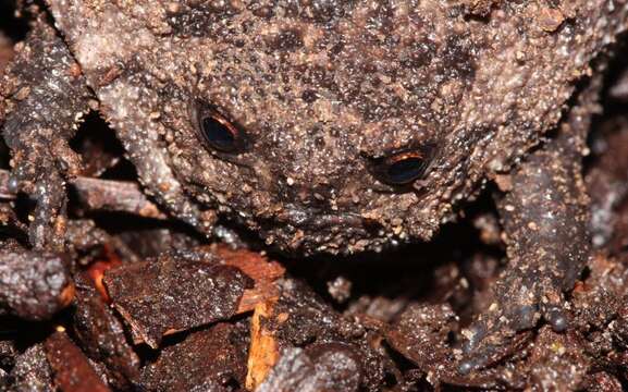 Image of Black Rain Frog