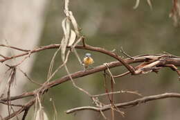 Image of Satin Flycatcher