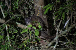 Image of Lemur-like Ringtail