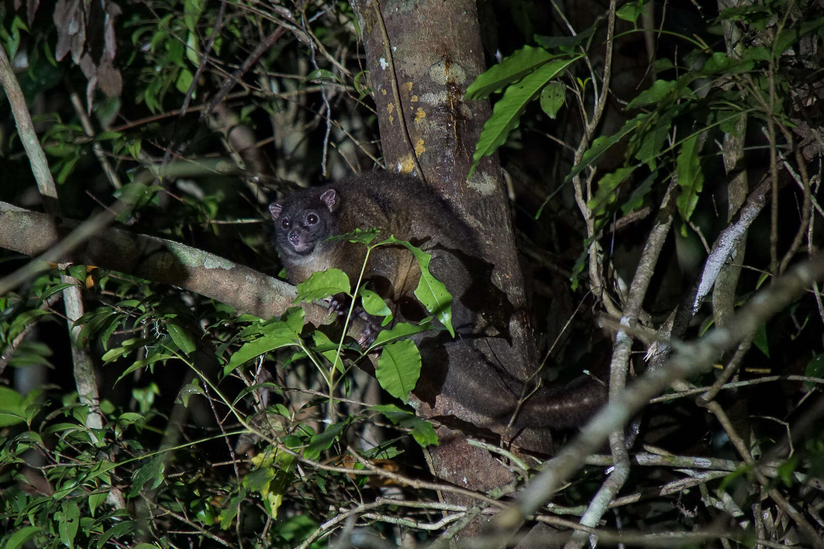 Image of Lemur-like Ringtail