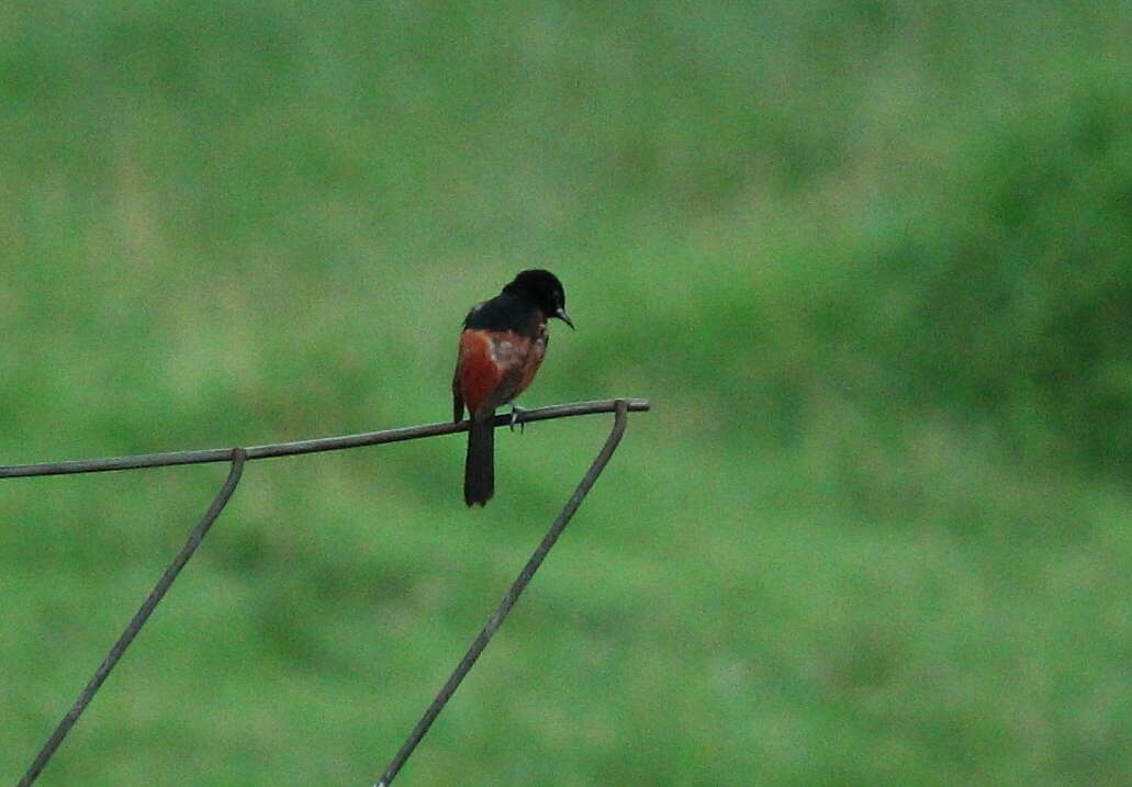 Image of Orchard Oriole