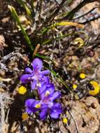 Image of Moraea pritzeliana Diels