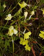 Sivun Oenothera heterophylla subsp. orientalis W. Dietrich, P. H. Raven & W. L. Wagner kuva