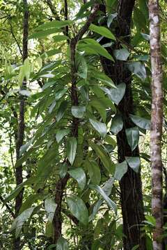 Image de Rhaphidophora australasica F. M. Bailey