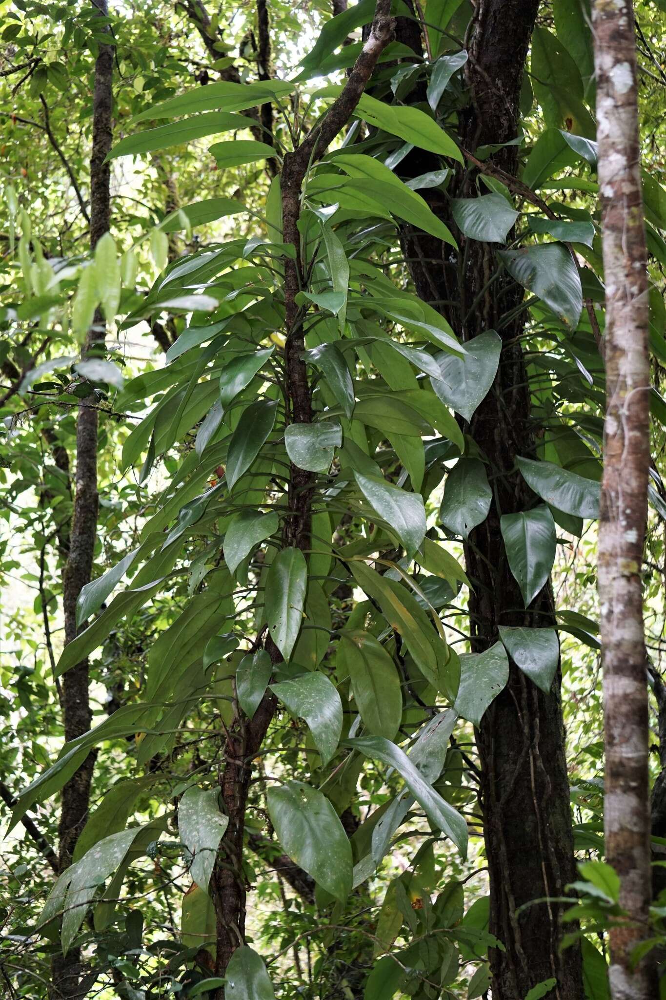 Image de Rhaphidophora australasica F. M. Bailey