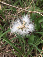 Image of prairie false dandelion