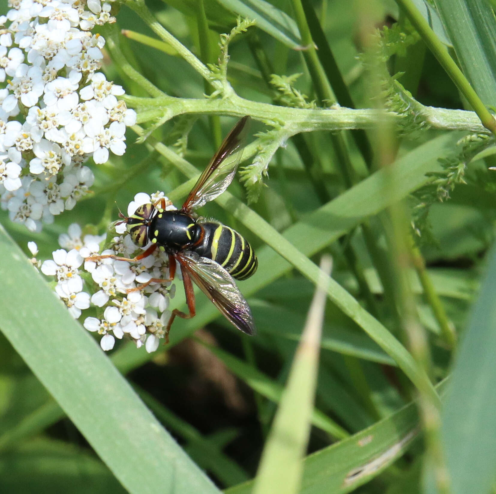 Image of Spilomyia diophthalma (Linnaeus 1758)