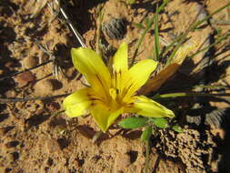 Image of Romulea tortuosa (Licht. ex Roem. & Schult.) Baker