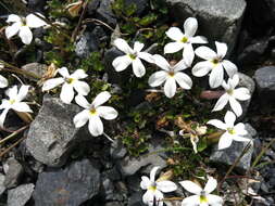 صورة Lobelia macrodon (Hook. fil.) Lammers