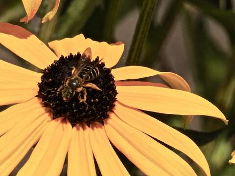 Image of Orange-legged furrow bee