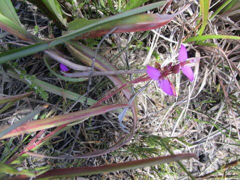 Polygala triquetra Presl的圖片