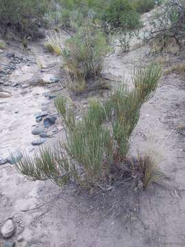 Image of Ephedra ochreata Miers