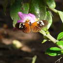 Heliconius erato amazona Staudinger 1896的圖片