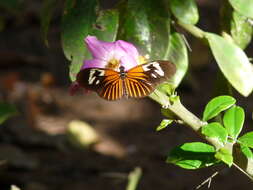 Heliconius erato amazona Staudinger 1896的圖片