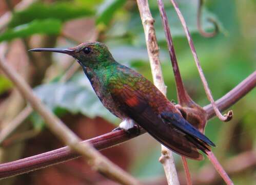 Image of Blue-tailed Hummingbird