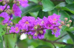 Sivun Lagerstroemia speciosa (L.) Pers. kuva