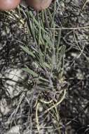 Image of White Sands fanmustard