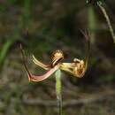 Image of Lazy spider orchid