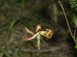 Image of Lazy spider orchid