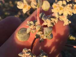 Imagem de Tidestromia suffruticosa var. oblongifolia (S. Wats.) Sánchez del Pino & Flores Olvera