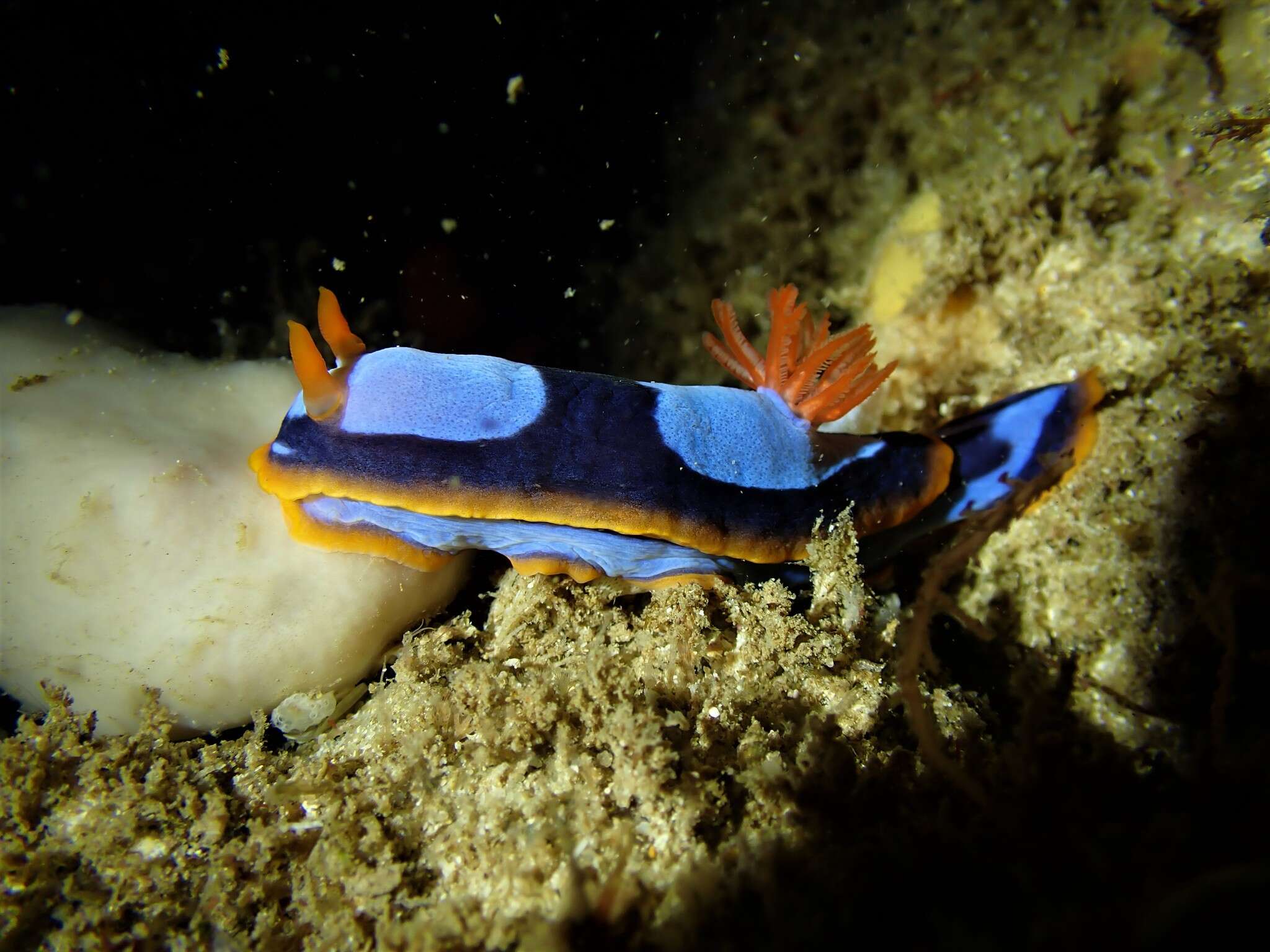 Image de Chromodoris westraliensis (O'Donoghue 1924)